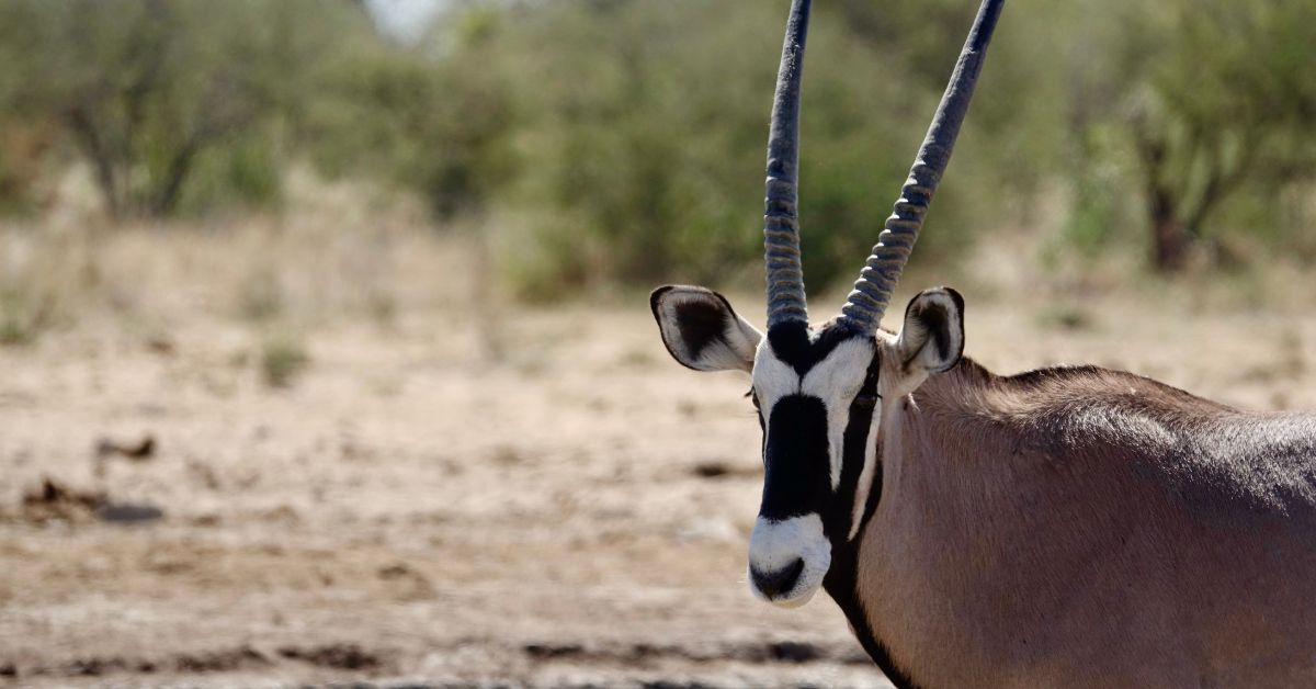 scimitar-horned oryx scimitar-horned oryx in TX landscape