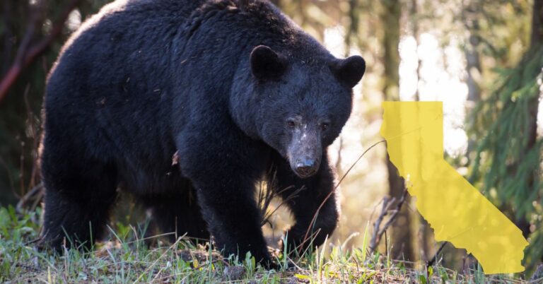 Black Bear walking through forest in California