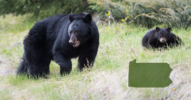 Black Bears in PA field