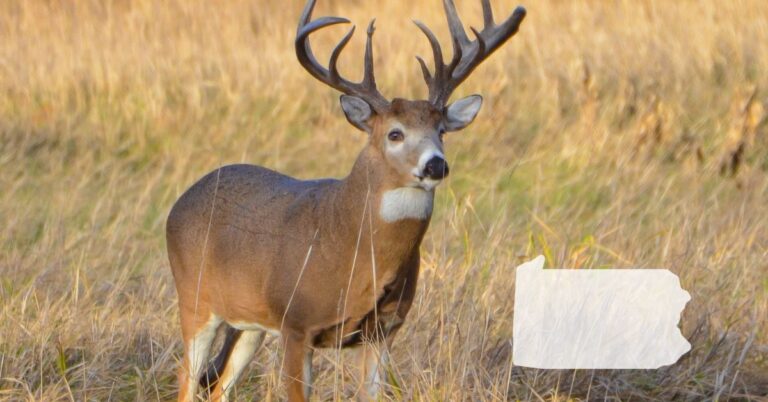 Whittail Deer in Pennsylvania field