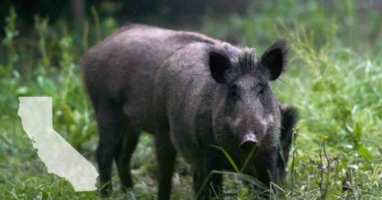 wild pig in CA field