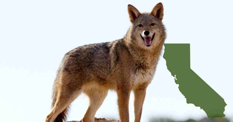 coyote loking over cliff