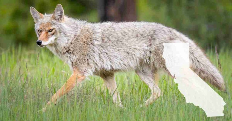 Coyote walking in field